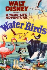 Water Birds